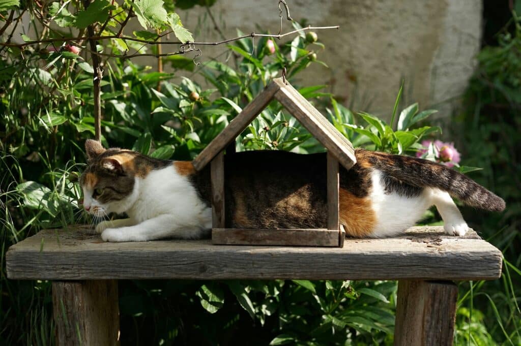 Katze, die sich wo reinquetscht, Versicherung richtig abschließen, Versicherung Checkliste